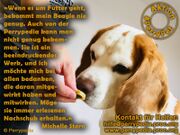 PerryPet Beagle final.jpg