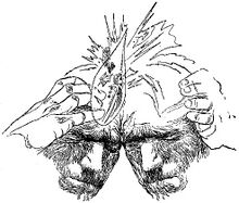 PR 139 – Illustration 5 Zeichner: Johnny Bruck © Heinrich Bauer Verlag KG