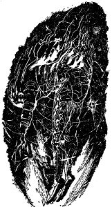 PR 139 – Illustration 1 Zeichner: Johnny Bruck © Heinrich Bauer Verlag KG