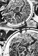 Im Labor der Kolonnen-Anatomen – Mikro-Bestien © Heinrich Bauer Verlag KG